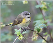 American Redstart