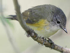 American Redstart