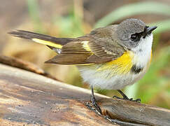 American Redstart