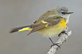 American Redstart