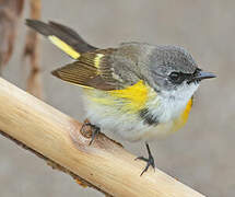 American Redstart