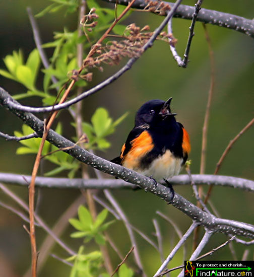 Paruline flamboyante