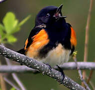 Paruline flamboyante