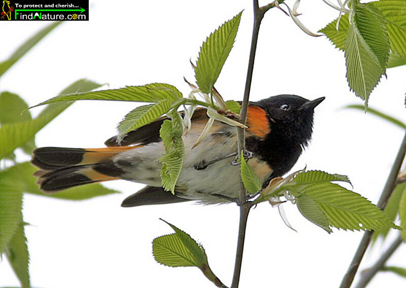 American Redstart