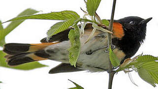 American Redstart