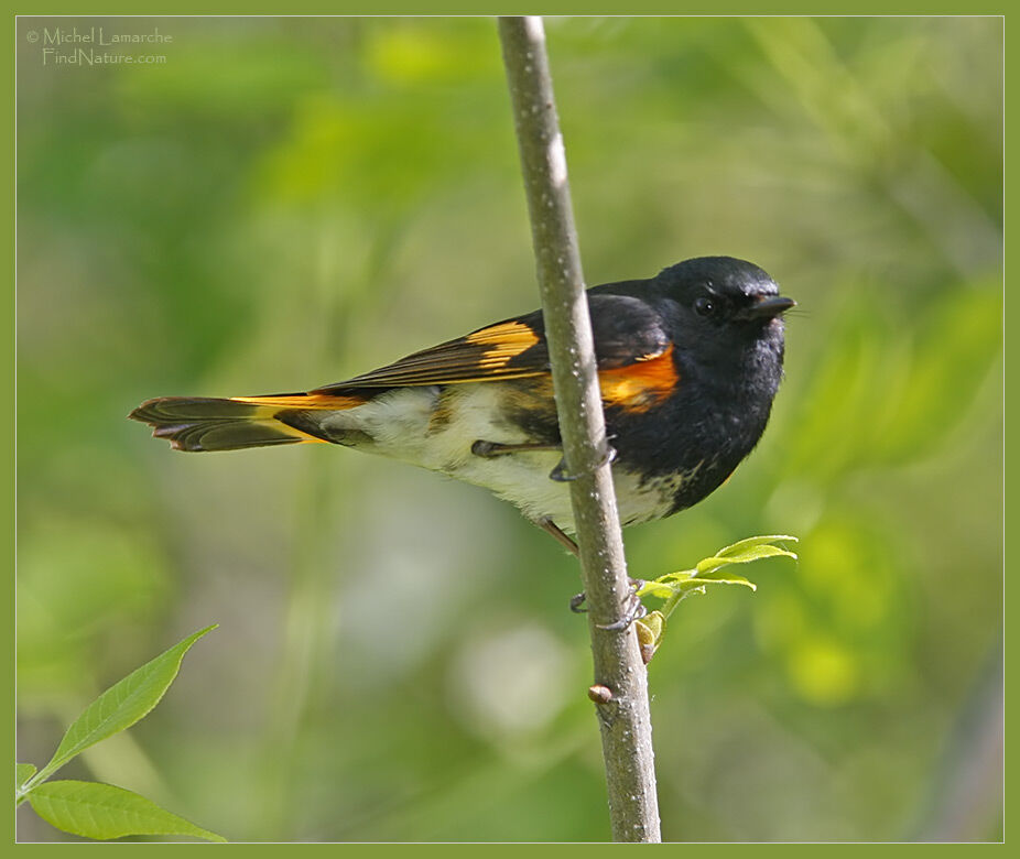 Paruline flamboyante mâle adulte