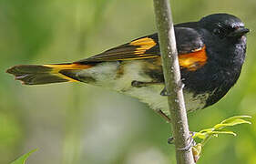 American Redstart