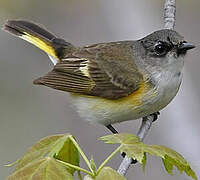 American Redstart