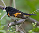 Paruline flamboyante