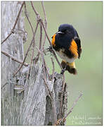 American Redstart