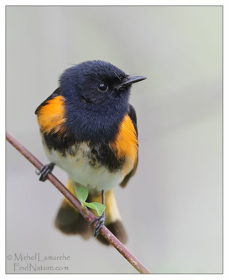 American Redstart