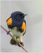 American Redstart