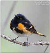 American Redstart