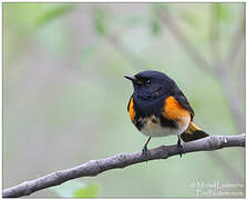 American Redstart