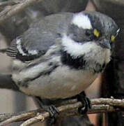 Black-throated Grey Warbler