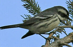 Black-throated Grey Warbler