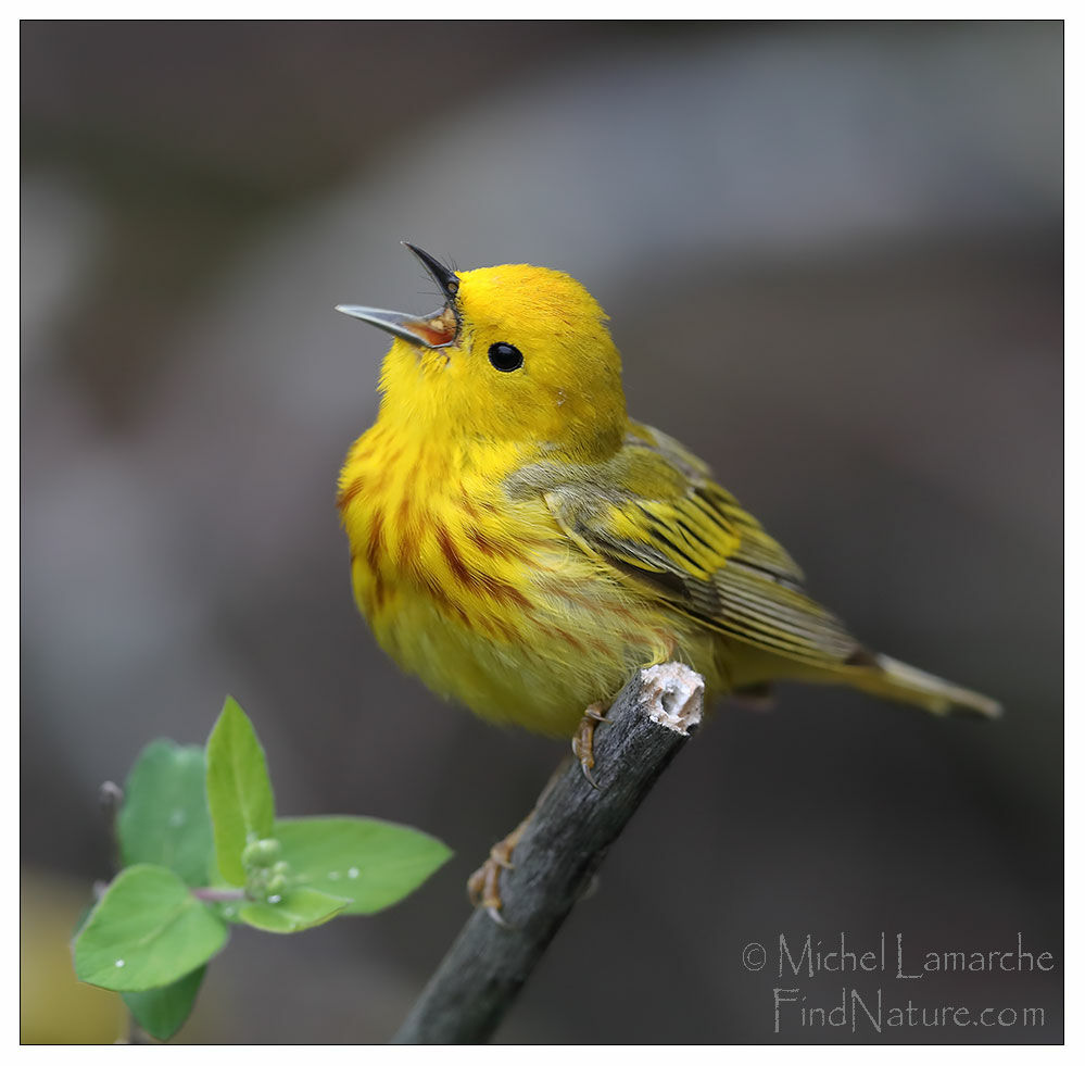 Paruline jaune mâle adulte, identification