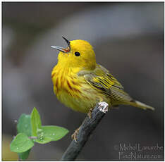 Paruline jaune