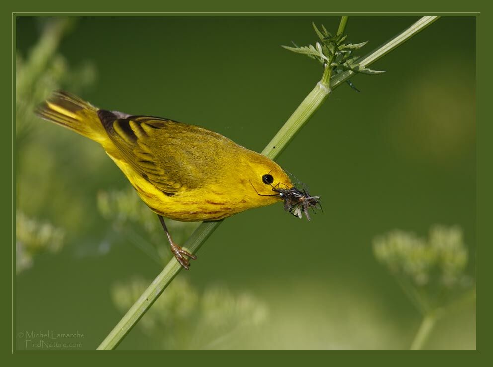 Paruline jaune mâle adulte nuptial