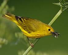 Paruline jaune