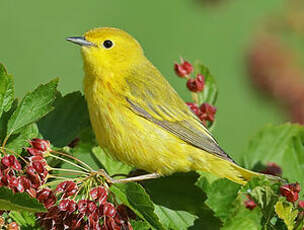 Paruline jaune