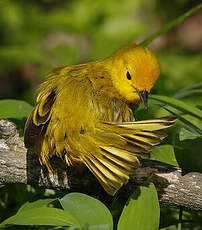 Paruline jaune