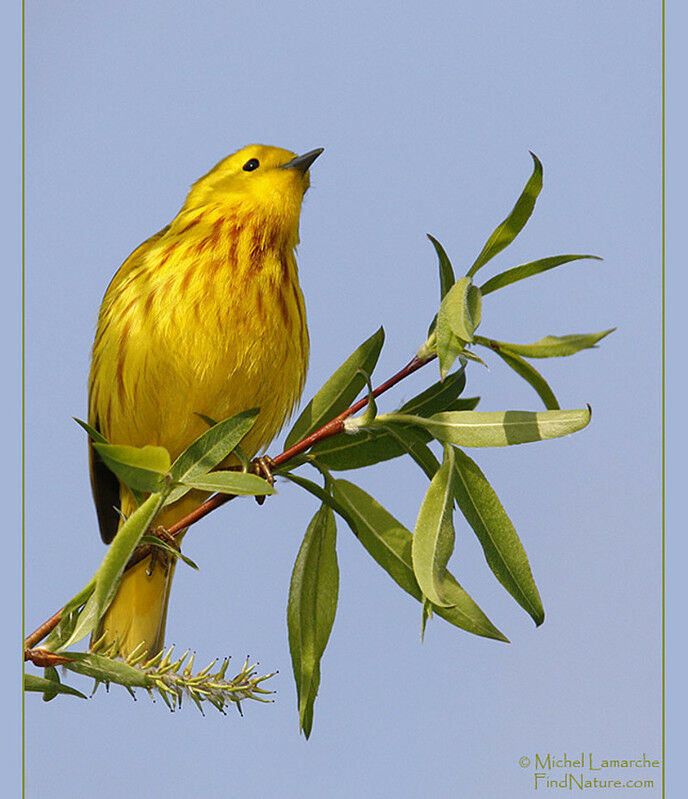 Paruline jaune mâle adulte nuptial, portrait, régime