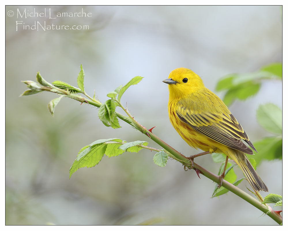 Paruline jaune mâle adulte nuptial, régime, Nidification