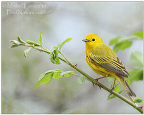 Paruline jaune