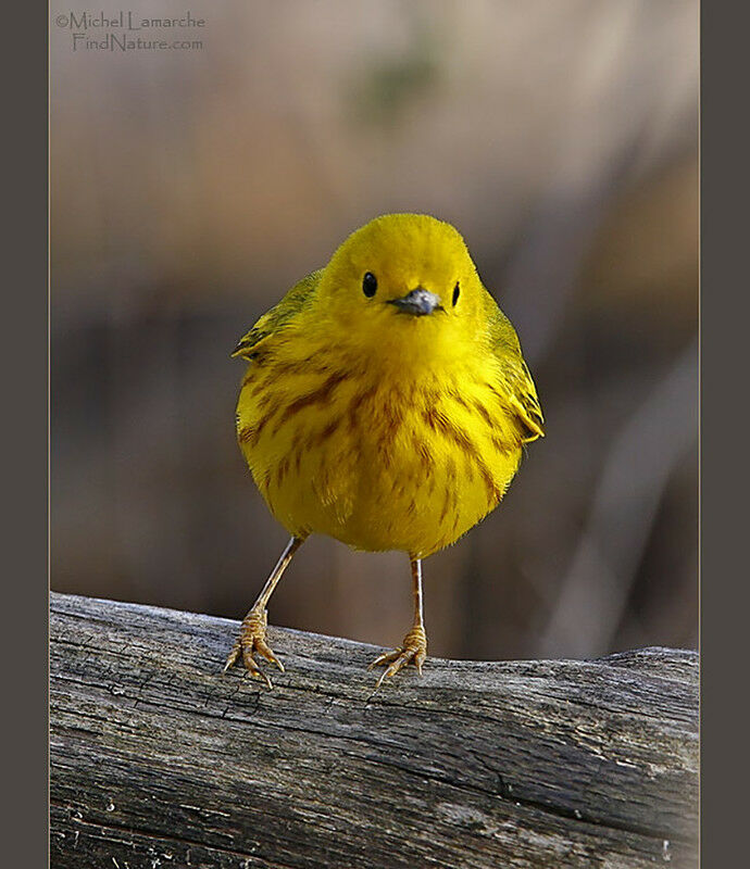 Paruline jaune mâle adulte nuptial, identification