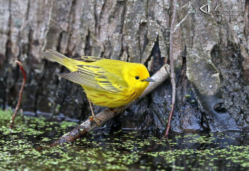 Paruline jaune