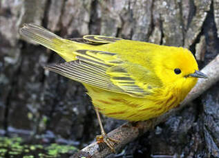 Paruline jaune