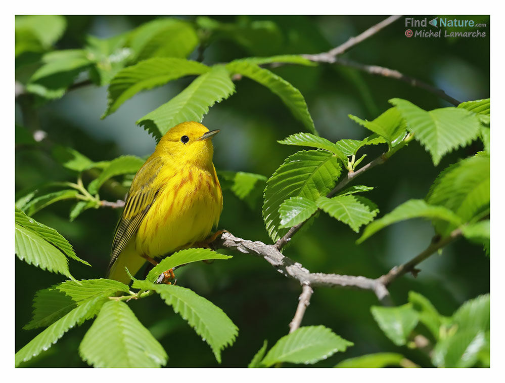 Paruline jaune