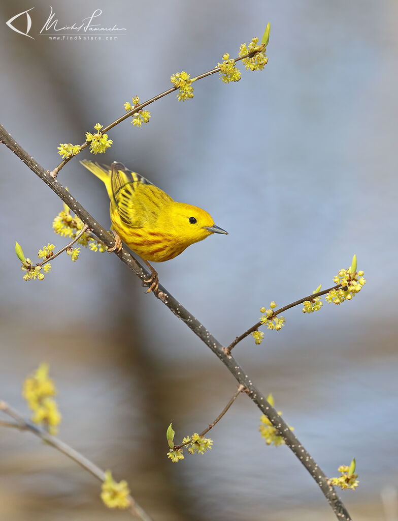 Paruline jaune mâle adulte nuptial