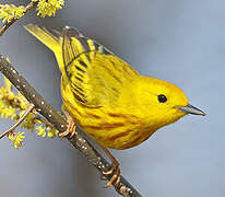 Paruline jaune