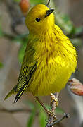 Paruline jaune