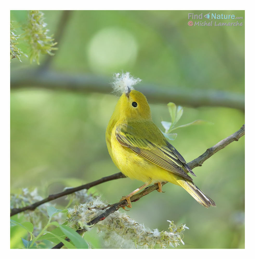 Paruline jaune femelle adulte, habitat, pigmentation