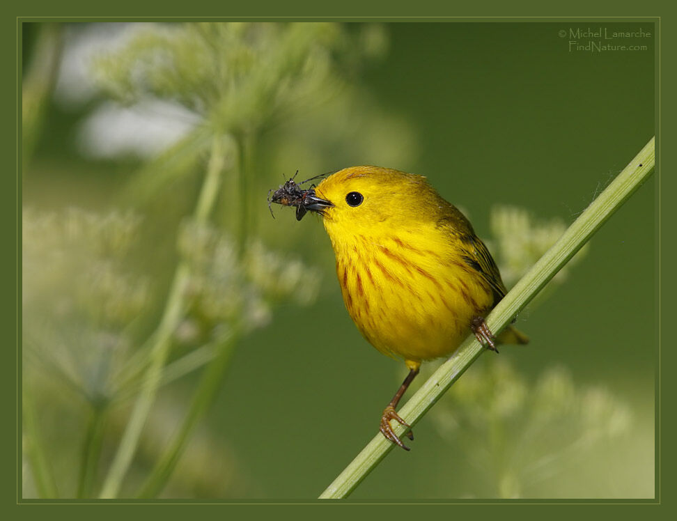 Paruline jaune mâle adulte nuptial, portrait, régime