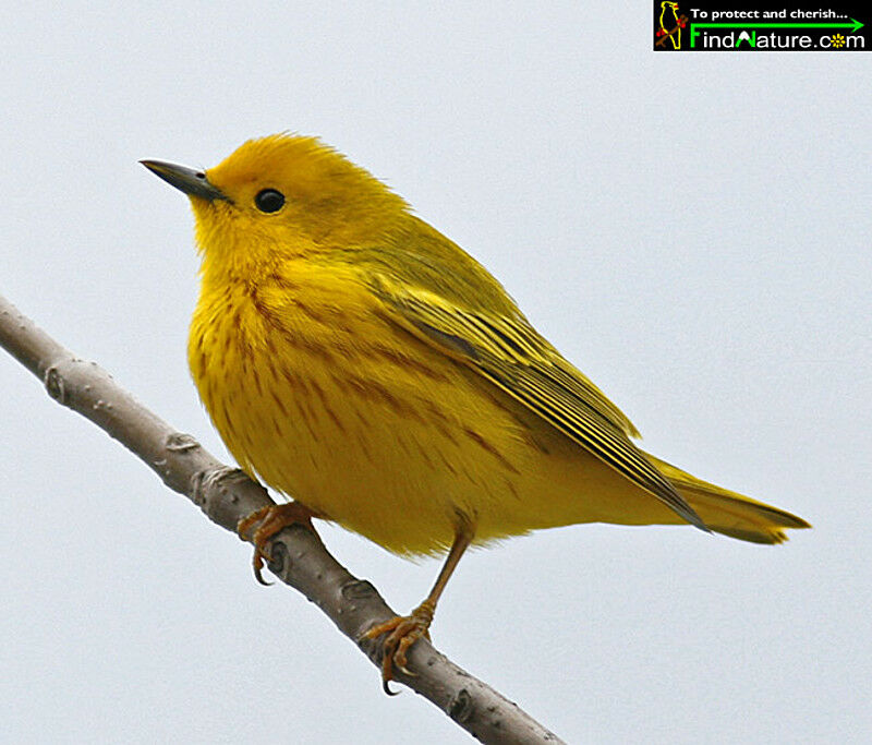 Paruline jaune mâle adulte nuptial, Nidification