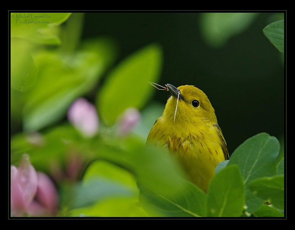 Paruline jaune mâle adulte nuptial