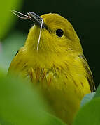 Paruline jaune