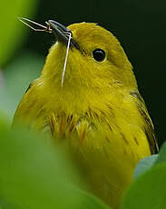 Paruline jaune