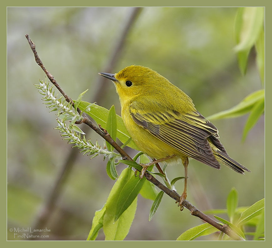 Paruline jaune femelle adulte