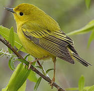 Paruline jaune