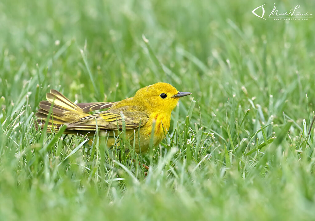 Paruline jaune mâle adulte nuptial