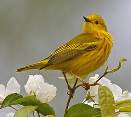 Paruline jaune