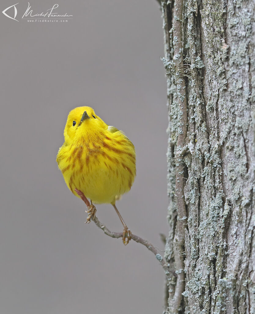 Paruline jaune mâle adulte nuptial