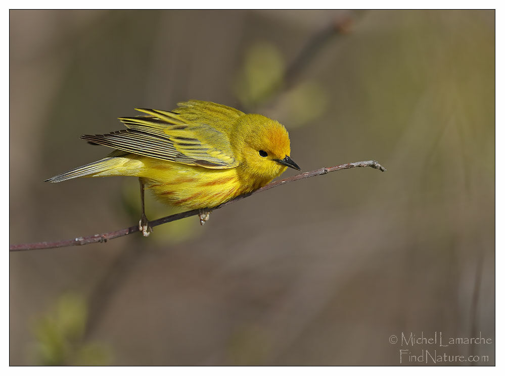 Paruline jaune mâle adulte nuptial