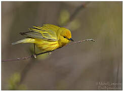 Paruline jaune