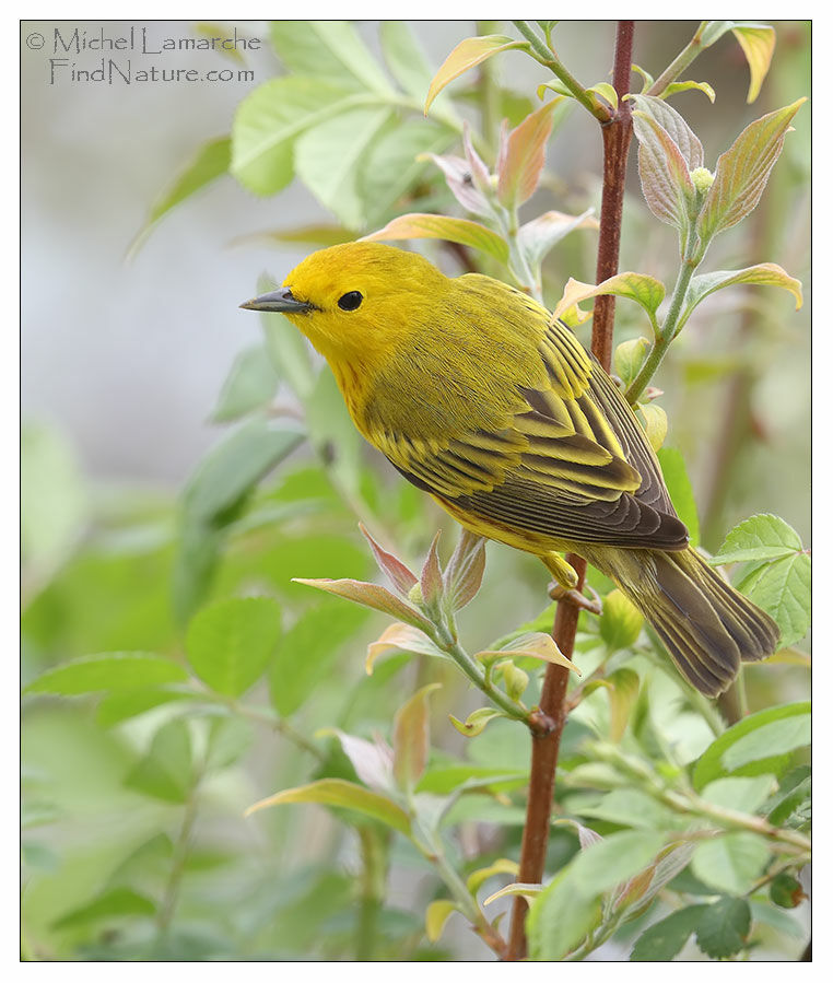 Paruline jaune mâle adulte nuptial, régime, mange